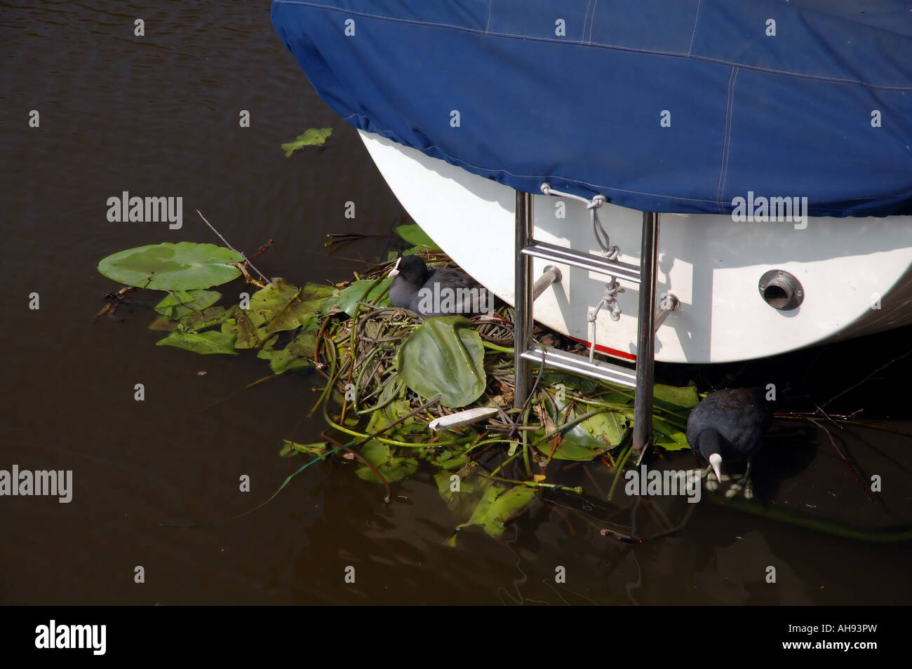 Waterbirds moorhens nesting on duckboard of boat moored in urban canal Leiden The Netherlands Stock Photo