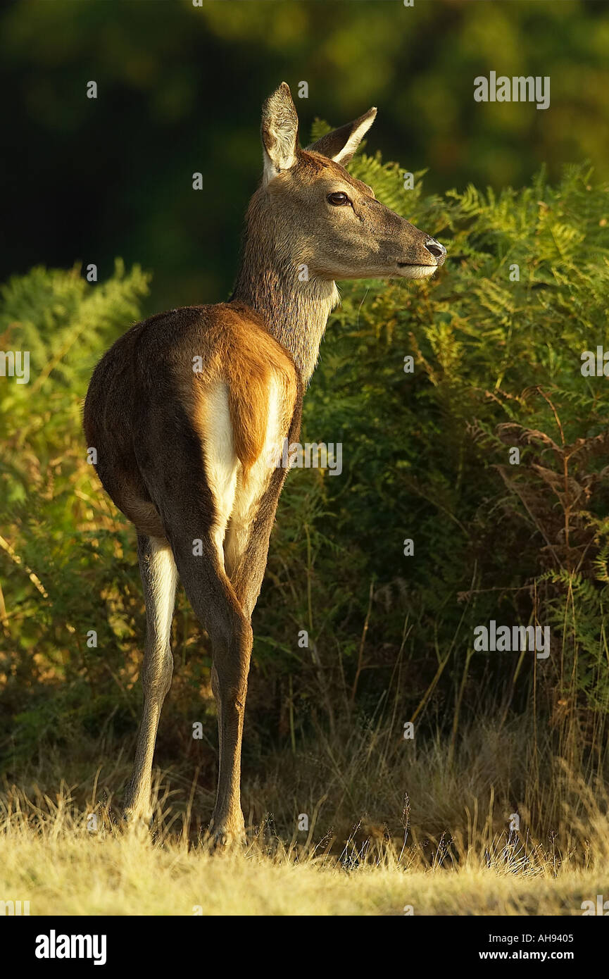 Red Deer Hind Cervus elaphus in early morning light Richmond park London Stock Photo
