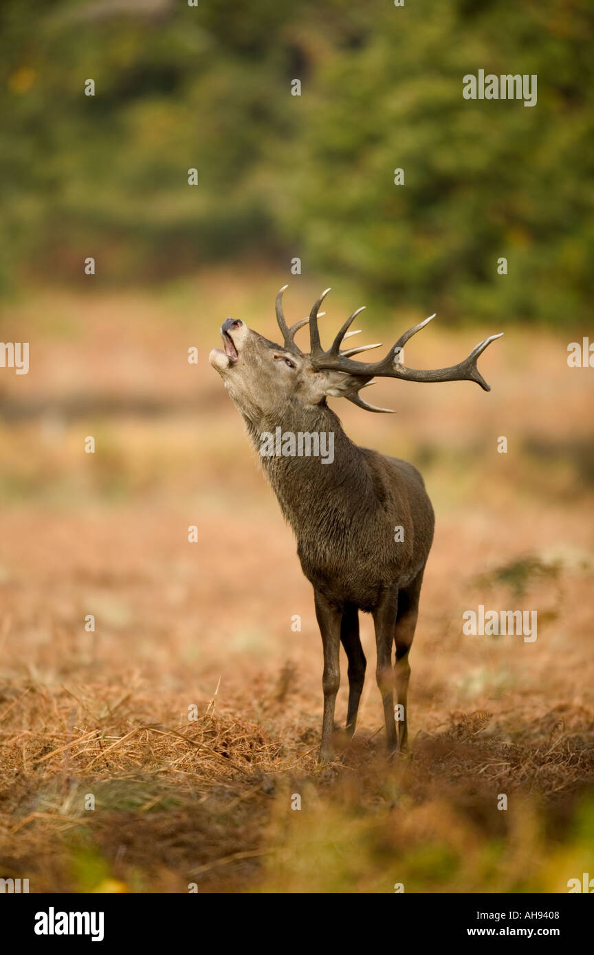 Red Deer Stag Cervus elaphus Roaring in the rut Richmond park London Stock Photo