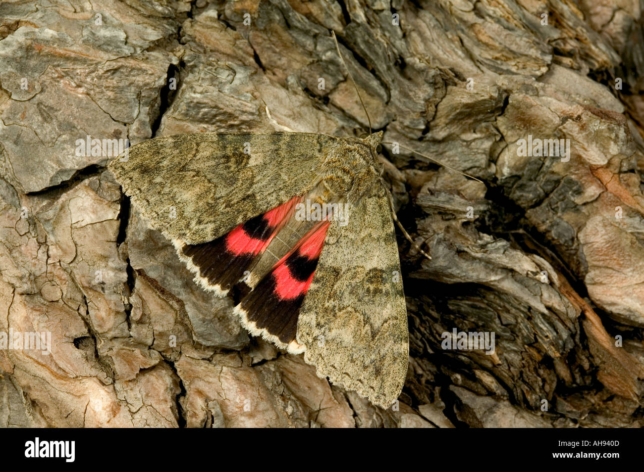 Red Underwing Catocala nupta on tree trunk showing red hind wings Potton Bedfordshire Stock Photo