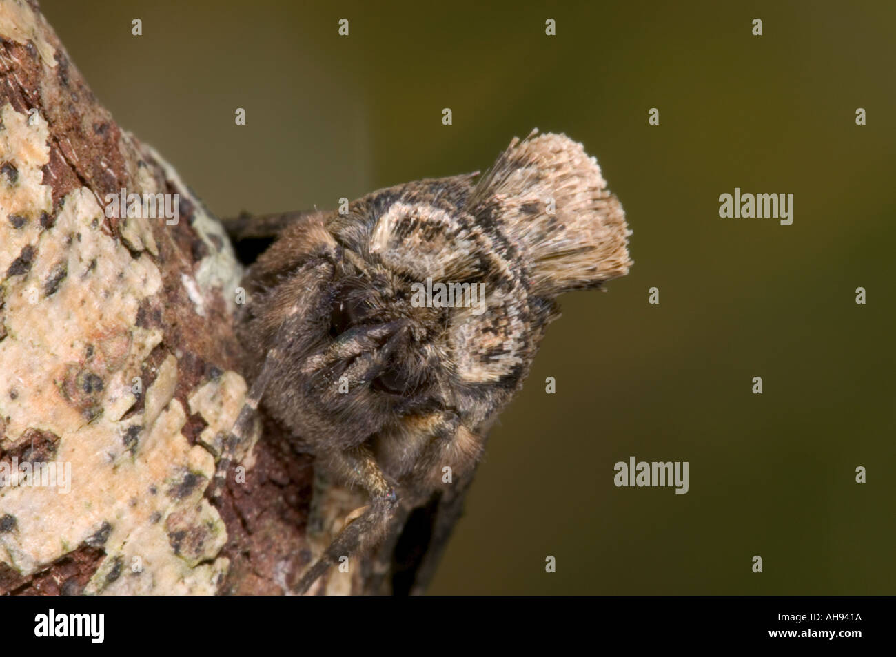 Spectacle Moth The great spectacle hi-res stock photography and images - Alamy