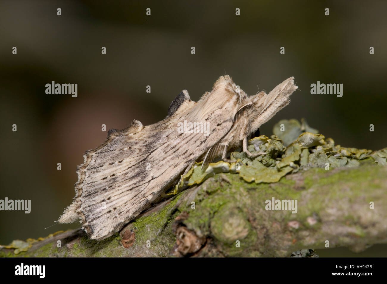 Pale Prominent Pterostoma palpina at rest on twig Potton Bedfordshire Stock Photo