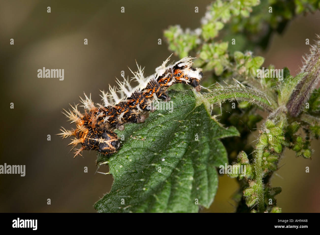 Comma larva Polygonia c album feeding on Stinging nettle Urtica dioica Potton Bedfordshire Stock Photo