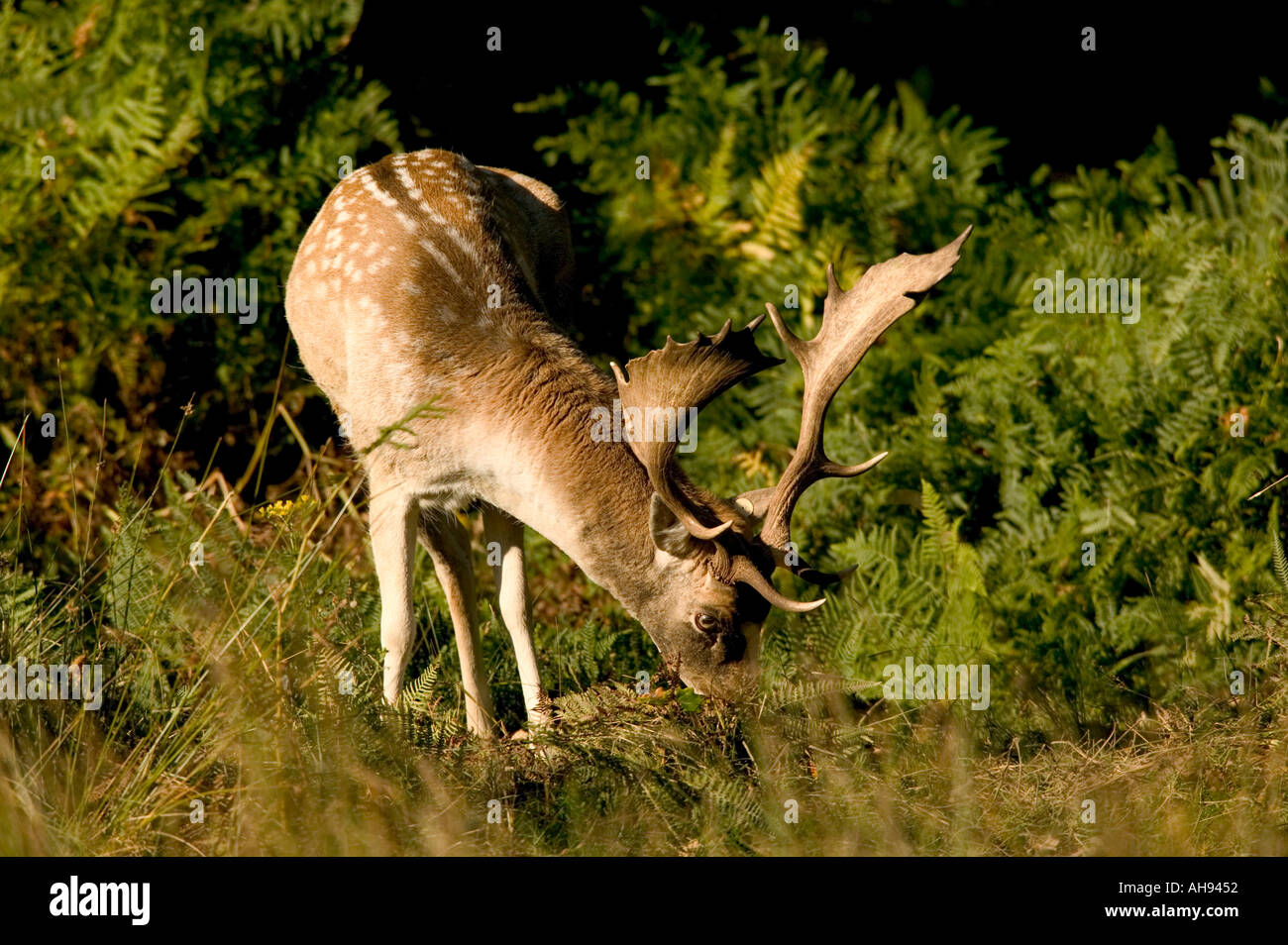 Fallow Deer (Dama dama) eating grass Bradgate park Stock Photo