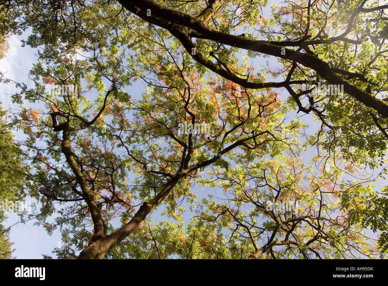Hawaii Shower tree in bloom with pink flowers Stock Photo - Alamy