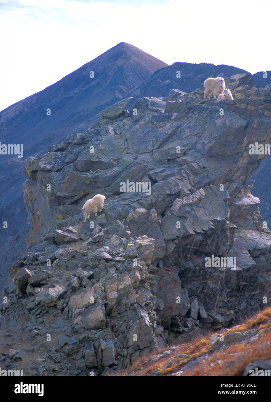 Mountain goats in Colorado Rocky Mountains These goats live in a high  alpine area of 10 000 14 000 feet 3500 4000 meters Stock Photo - Alamy