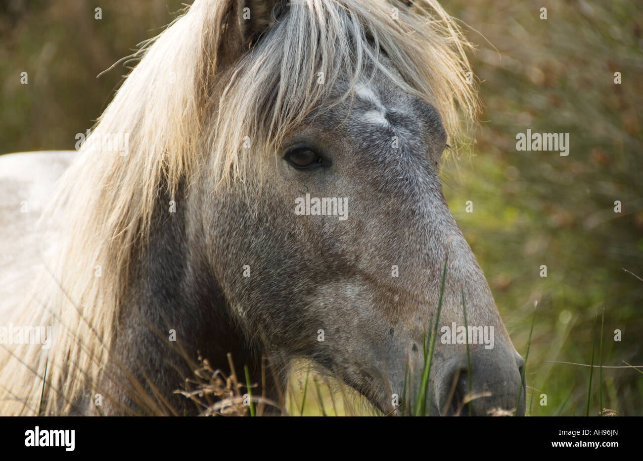 Camargue Pony in the Camargue region of Southern Provence France Stock Photo