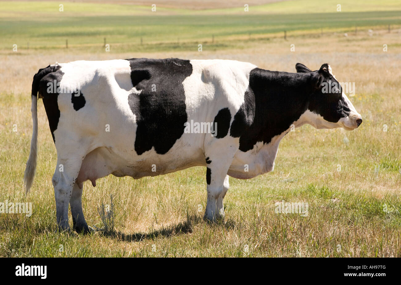 A holstein cow standing calmly in the grass looking at the camera with ...
