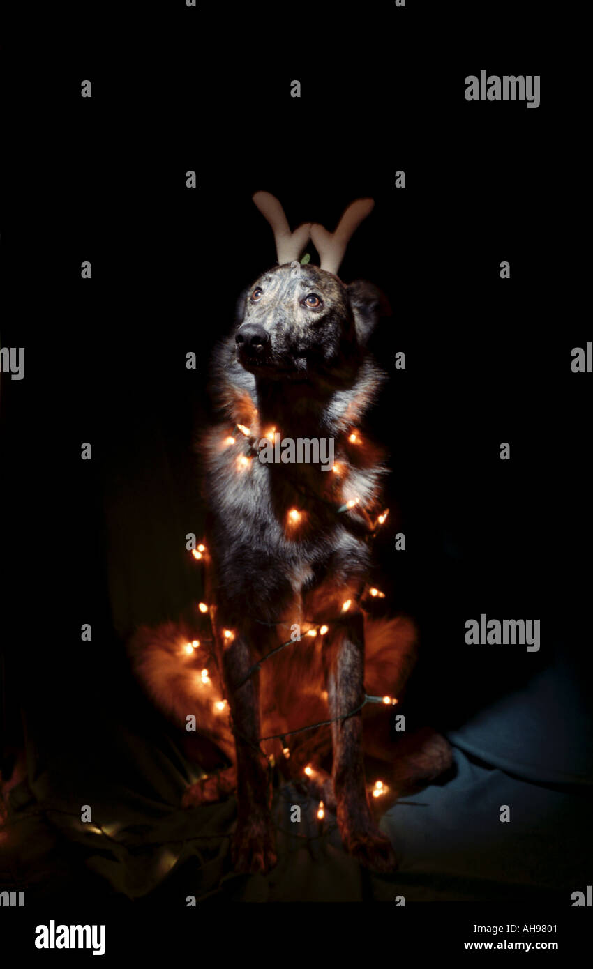 Humor Dog with fake antlers and Christmas lights on Looking sad Stock Photo