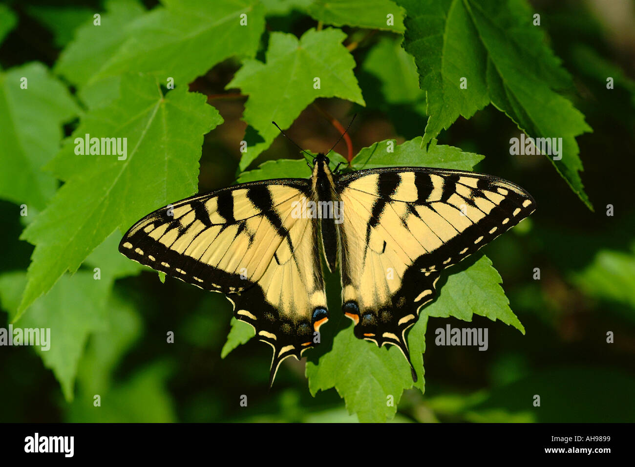 Monarch butterfly on green foliage Stock Photo