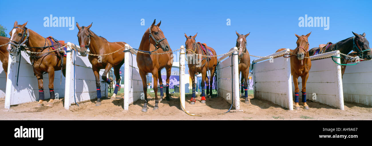 Horses in stalls World Polo Championship Santa Barbara Polo and Racquet Club Stock Photo