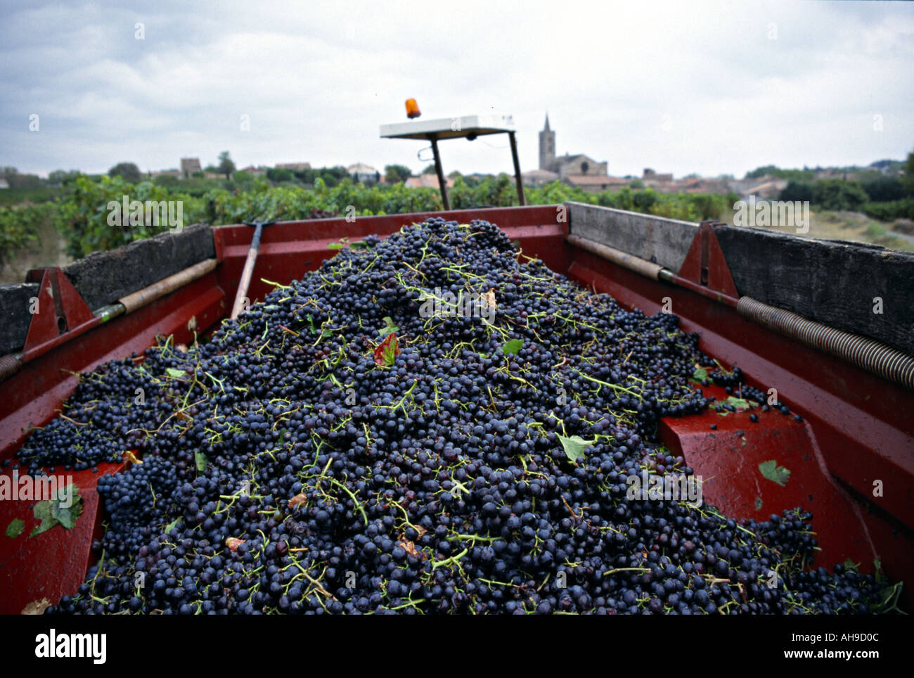 container full of grapes Stock Photo Alamy