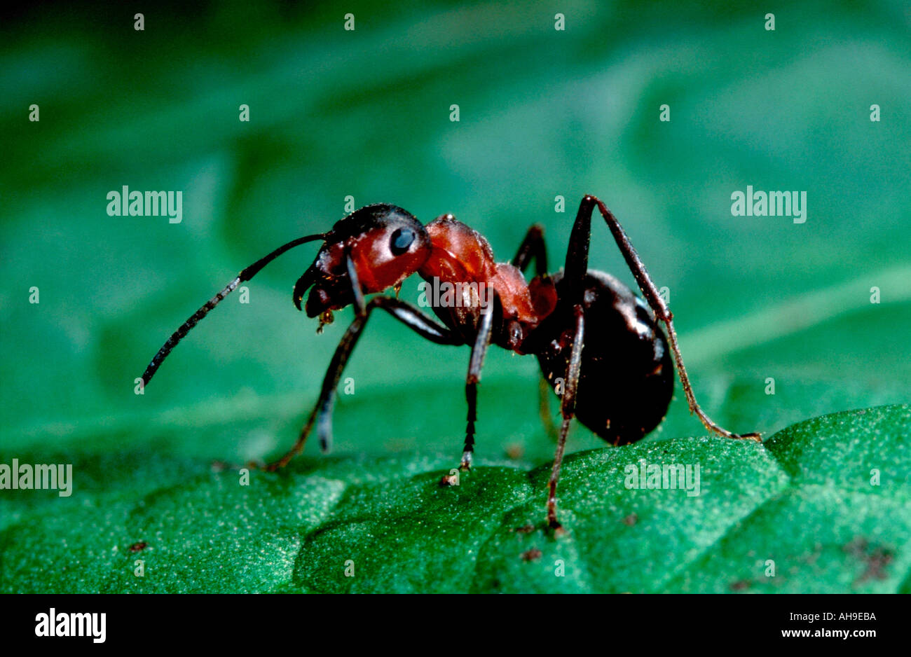 Wood Ant Formica rufa Stock Photo Alamy