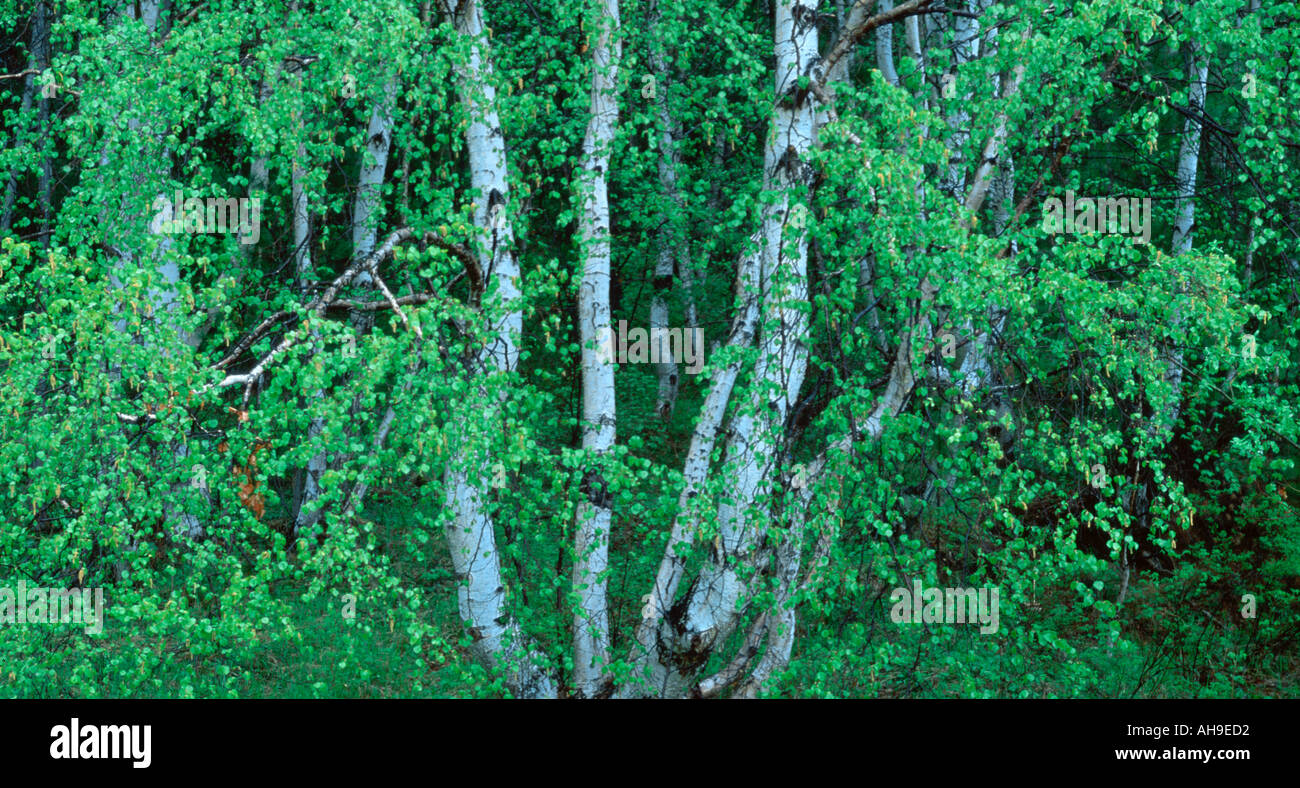 Birch forest russia hi-res stock photography and images - Alamy