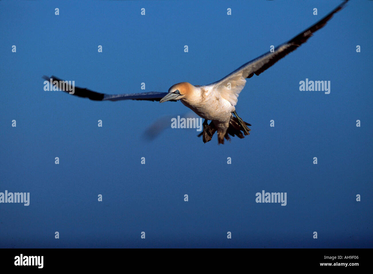 Cape Gannet Sula capensis Morus capensis Lamberts Bay South Africa ...