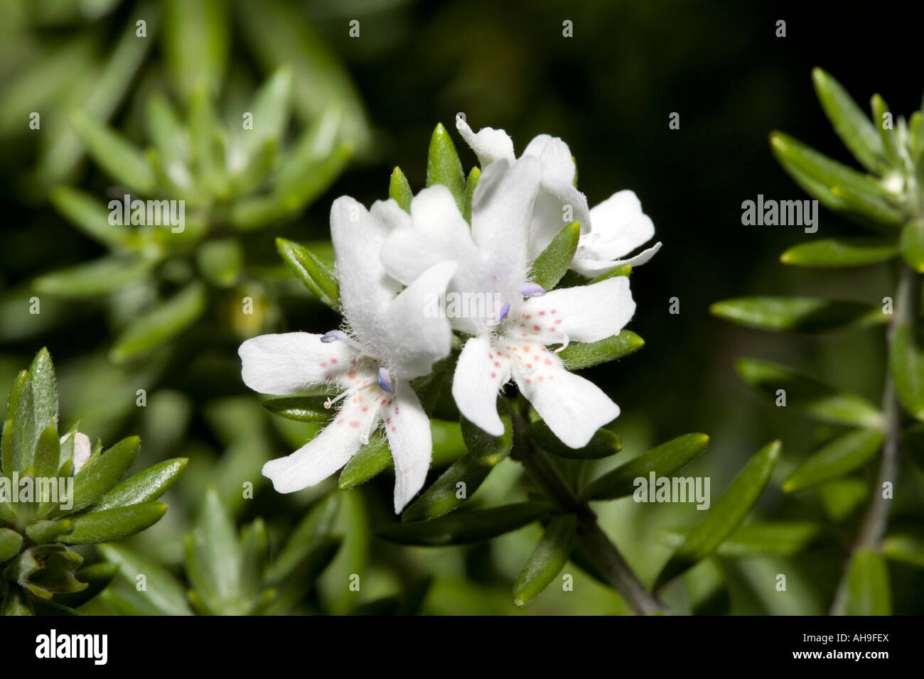 Westringia- Westringia eremicola- Family Lamiaceae Stock Photo