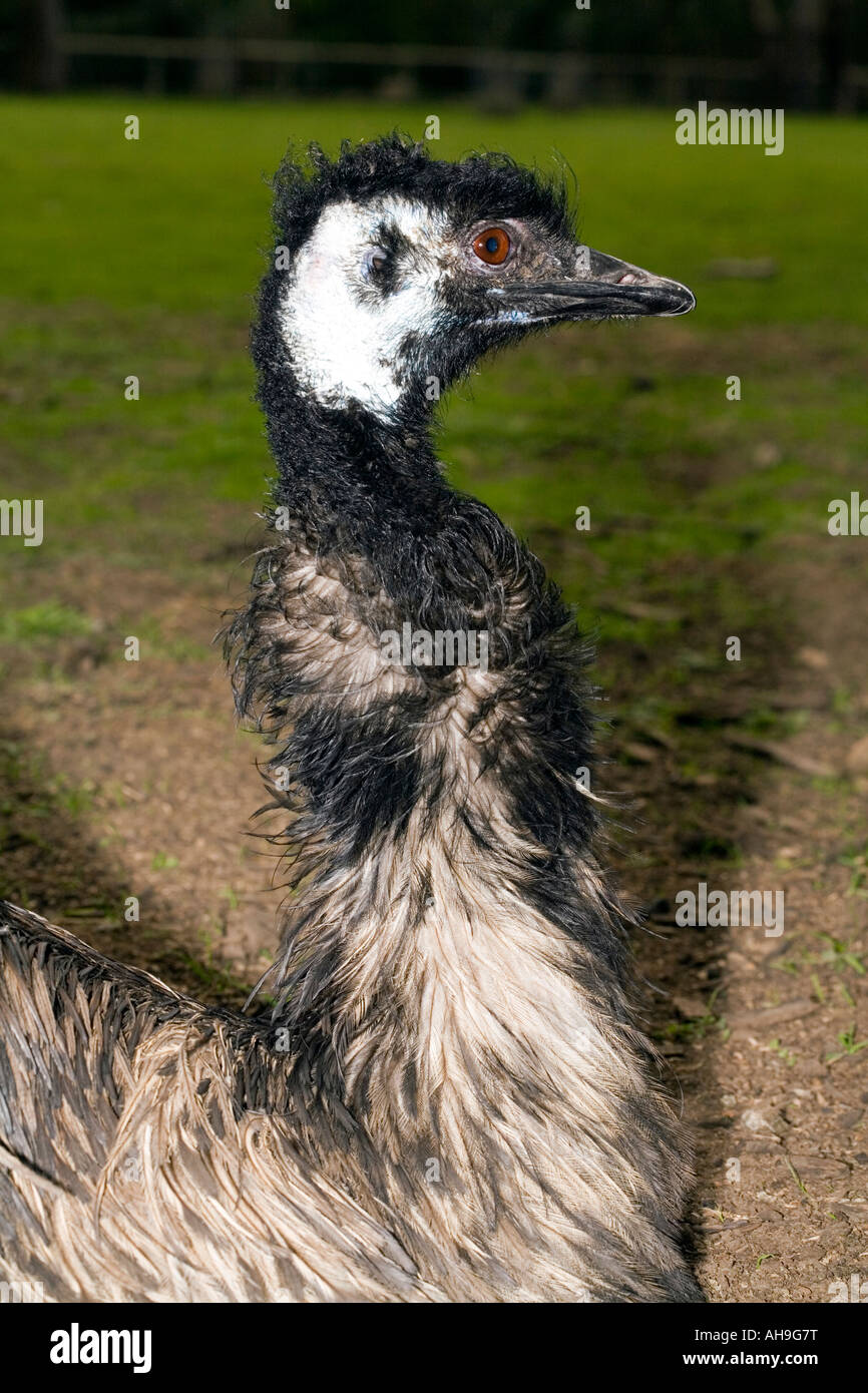 Emu male in breeding plumage- Dromaiius novaehollandiae-Family Dromaiidae Stock Photo