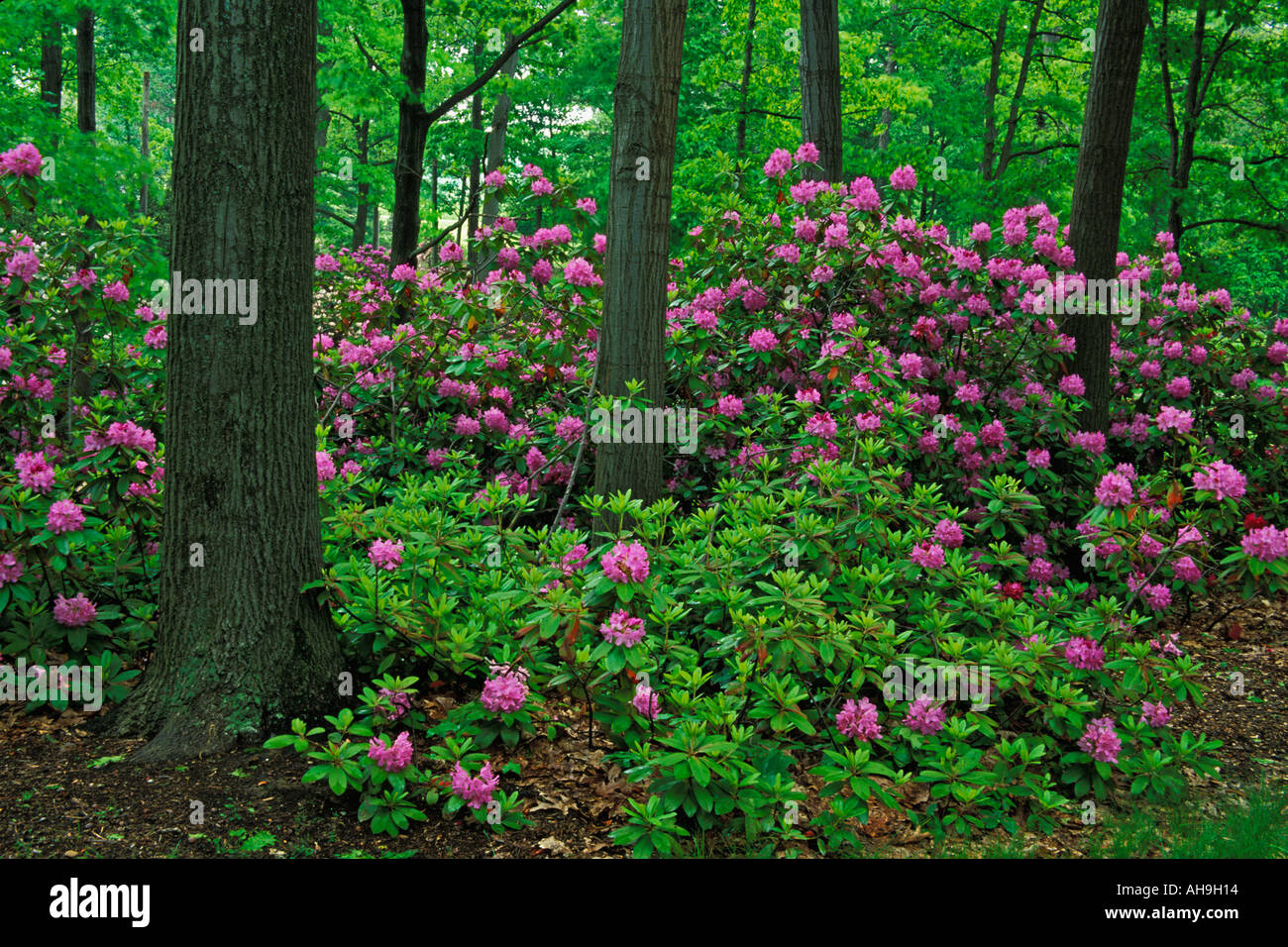 Holden forest and garden hi-res stock photography and images - Alamy