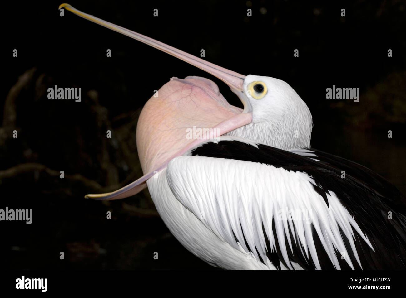 Australian Pelican- Pelecanus conspicillatus-Family Pelecanidae Stock Photo