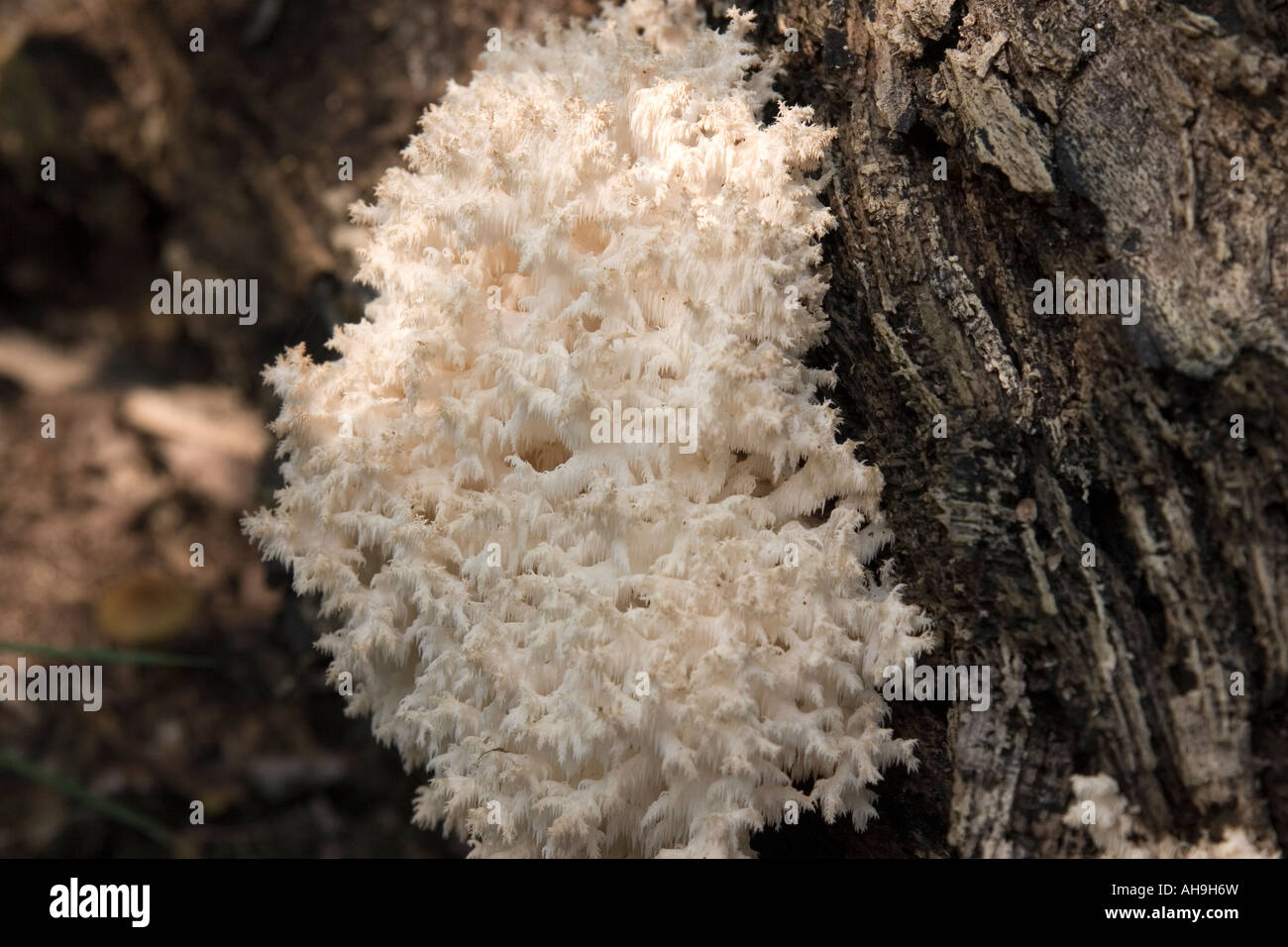 Autumn in the Netherlands. White fungus on a tree. Stock Photo