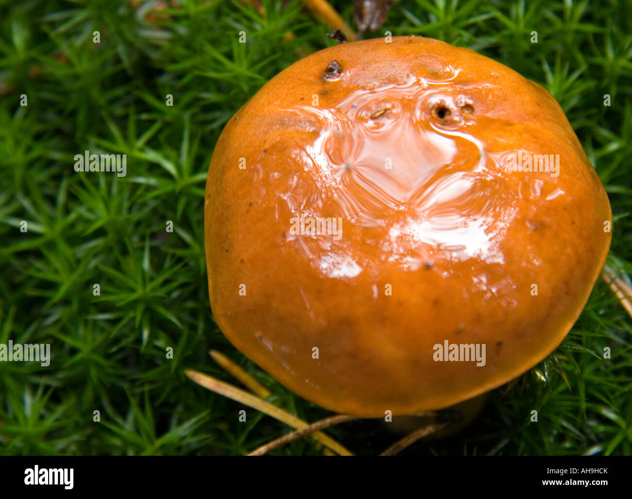 Autumn in Holland Stock Photo