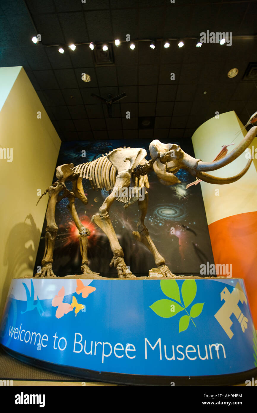 ILLINOIS Rockford Mastadon skeleton near Burpee Museum entrance welcome sign in interior Stock Photo