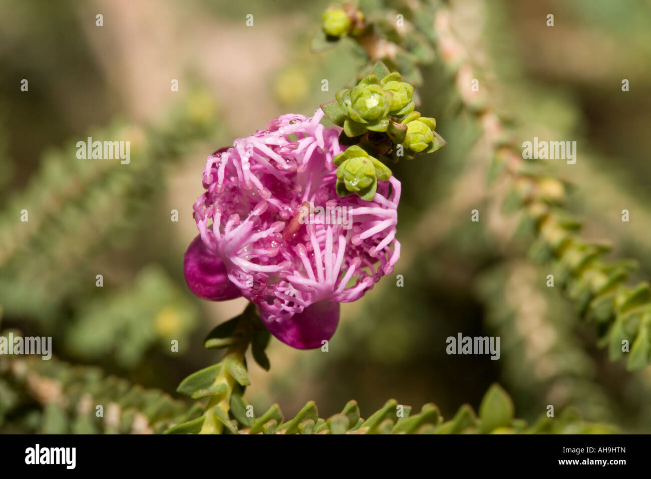 Claw Flower- Melaleuca pulchella-Family Myrtaceae Stock Photo