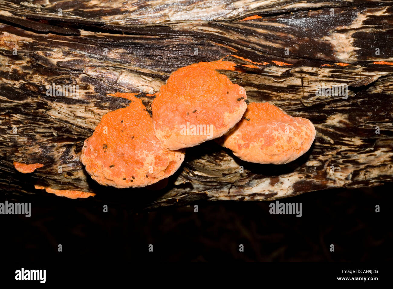 Curry Punk Fungus growing on dead tree.- Piptoporus australiensis Stock Photo