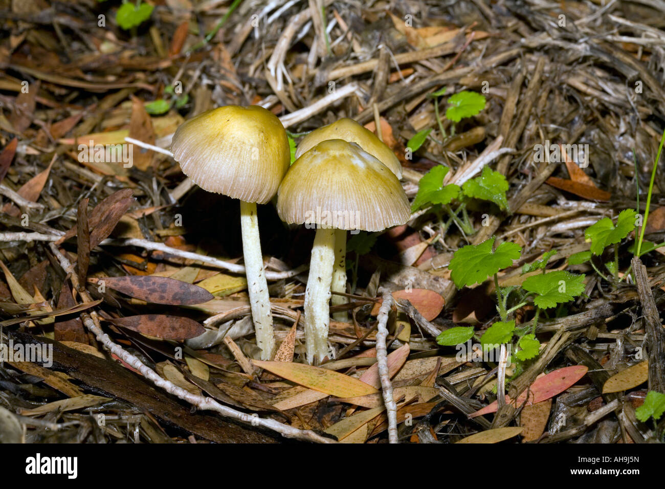 Conocybe fungus, member of the Basidiomycota group Agaricus and allies fungus with simple gills Stock Photo
