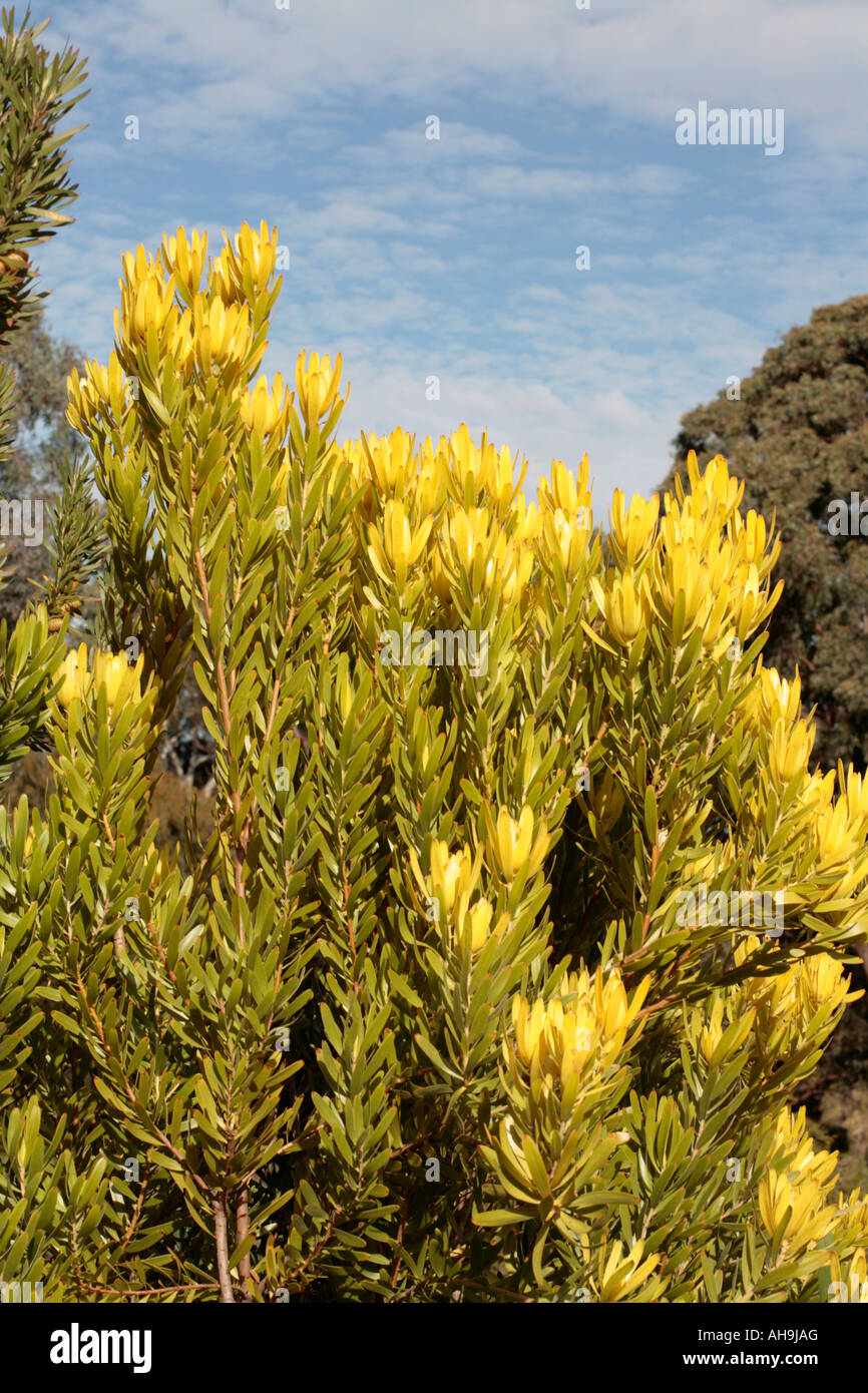 Golden Conebush Male flowers - Leucadendron laureolum Stock Photo
