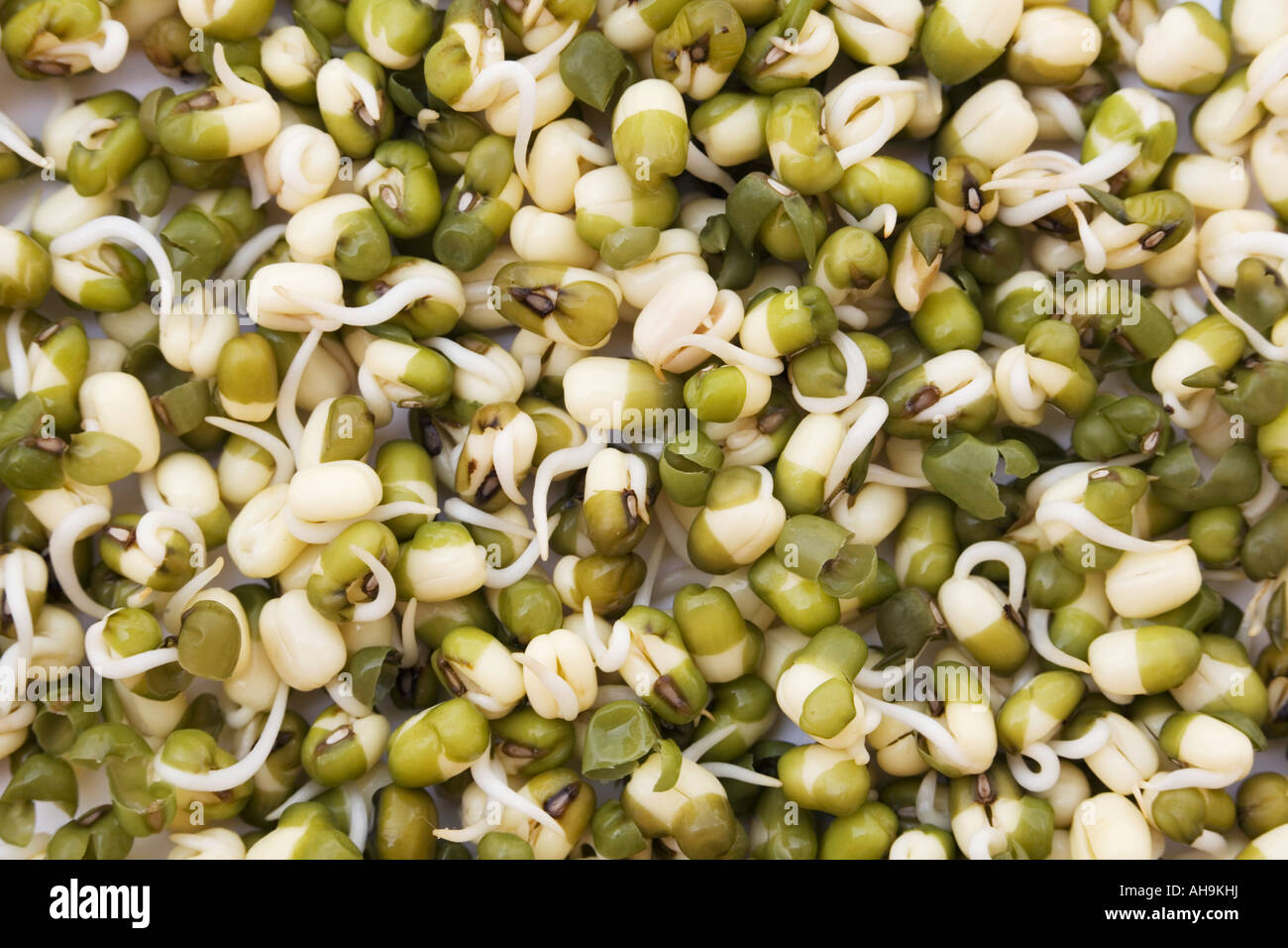 Sprouting Mung beans. Bean Sprouts Stock Photo