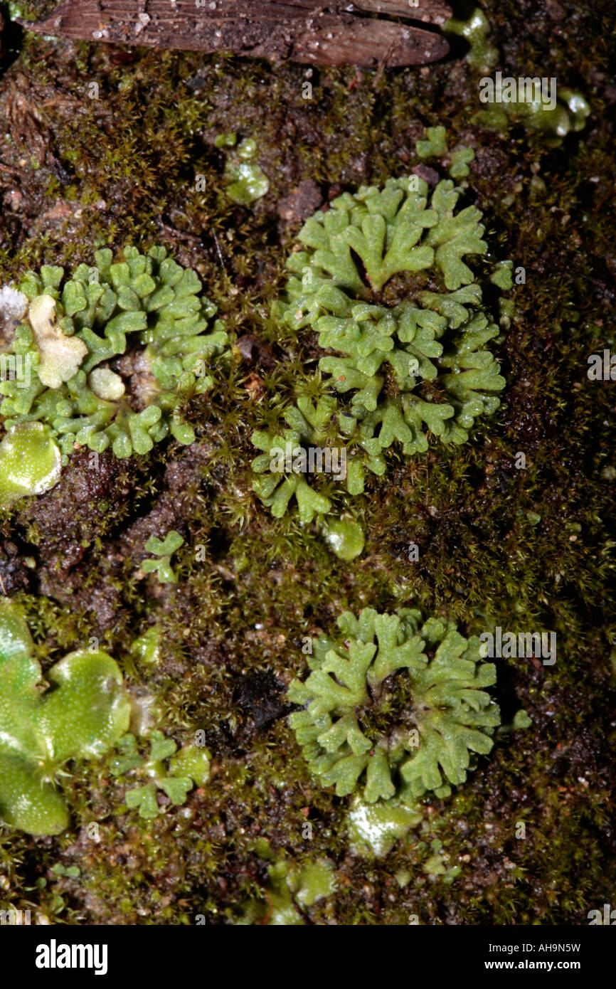 Thallose liverwort - Riccia sorocarpa Stock Photo