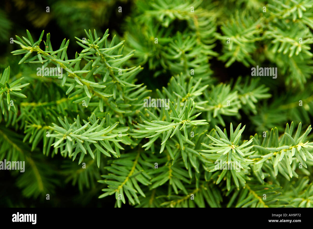 Shrub pattern hi-res stock photography and images - Alamy
