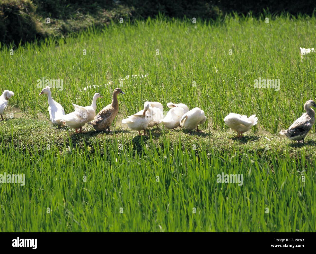 Ducks in rice paddy field, Bali, Indonesia Stock Photo Alamy