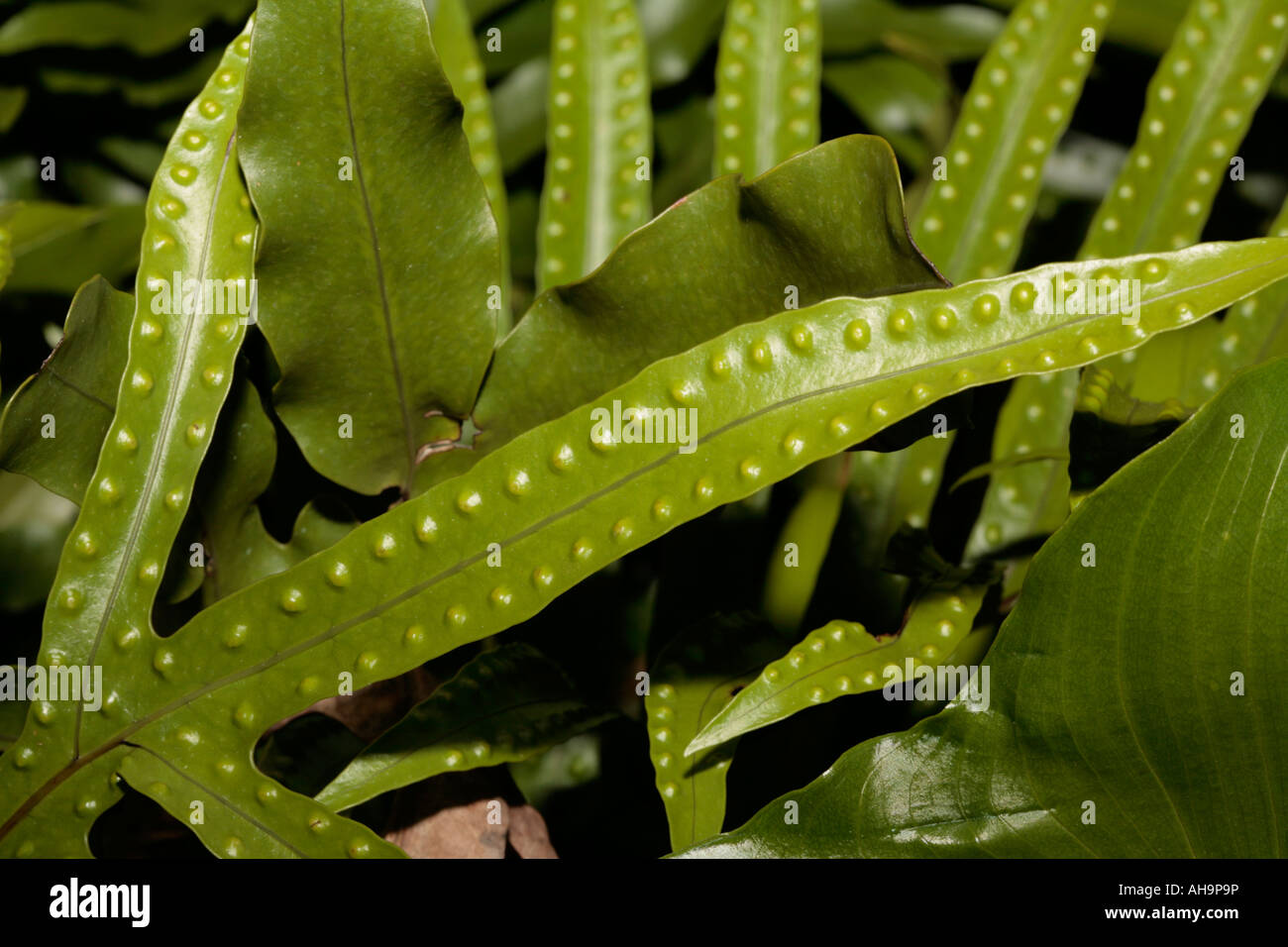 Close-up of fern leaf [?Pteris umbrosa] showing sporangia in lines along leaf edges Stock Photo