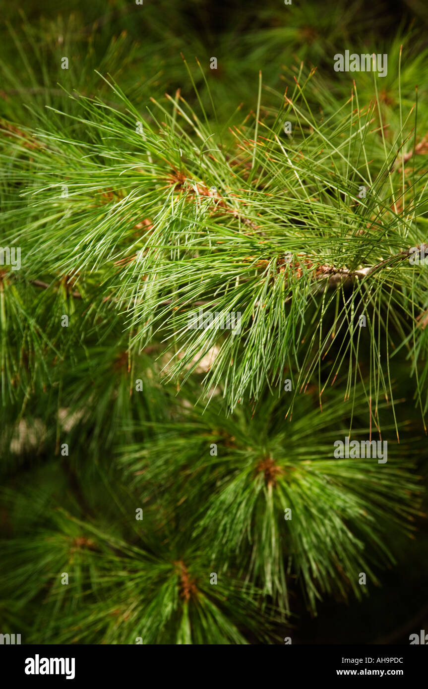 Evergreen tree pattern Stock Photo - Alamy