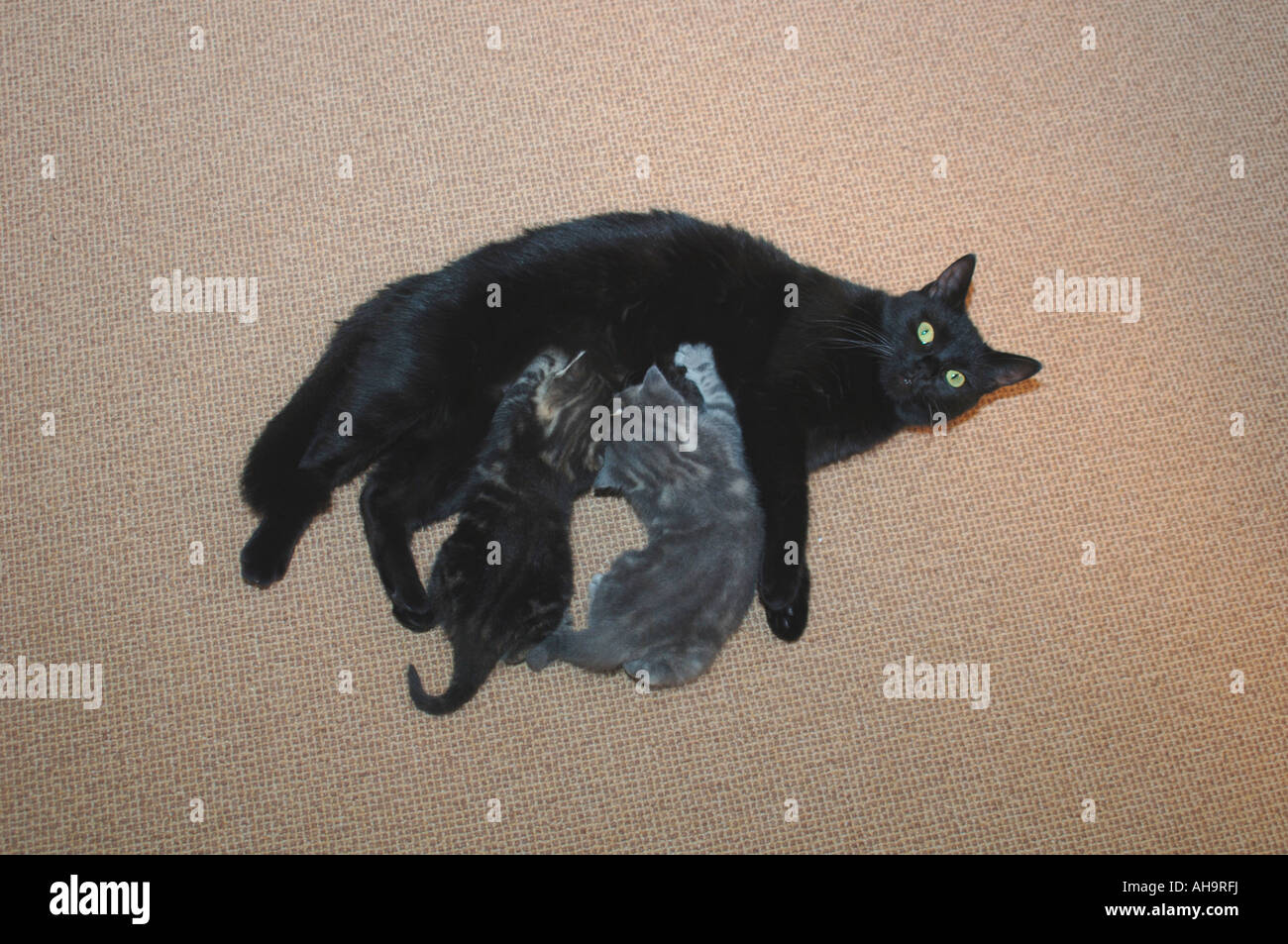 Two black kittens hires stock photography and images Alamy