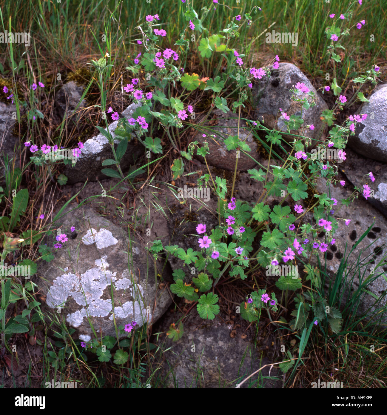 Purple rock plant Stock Photo Alamy