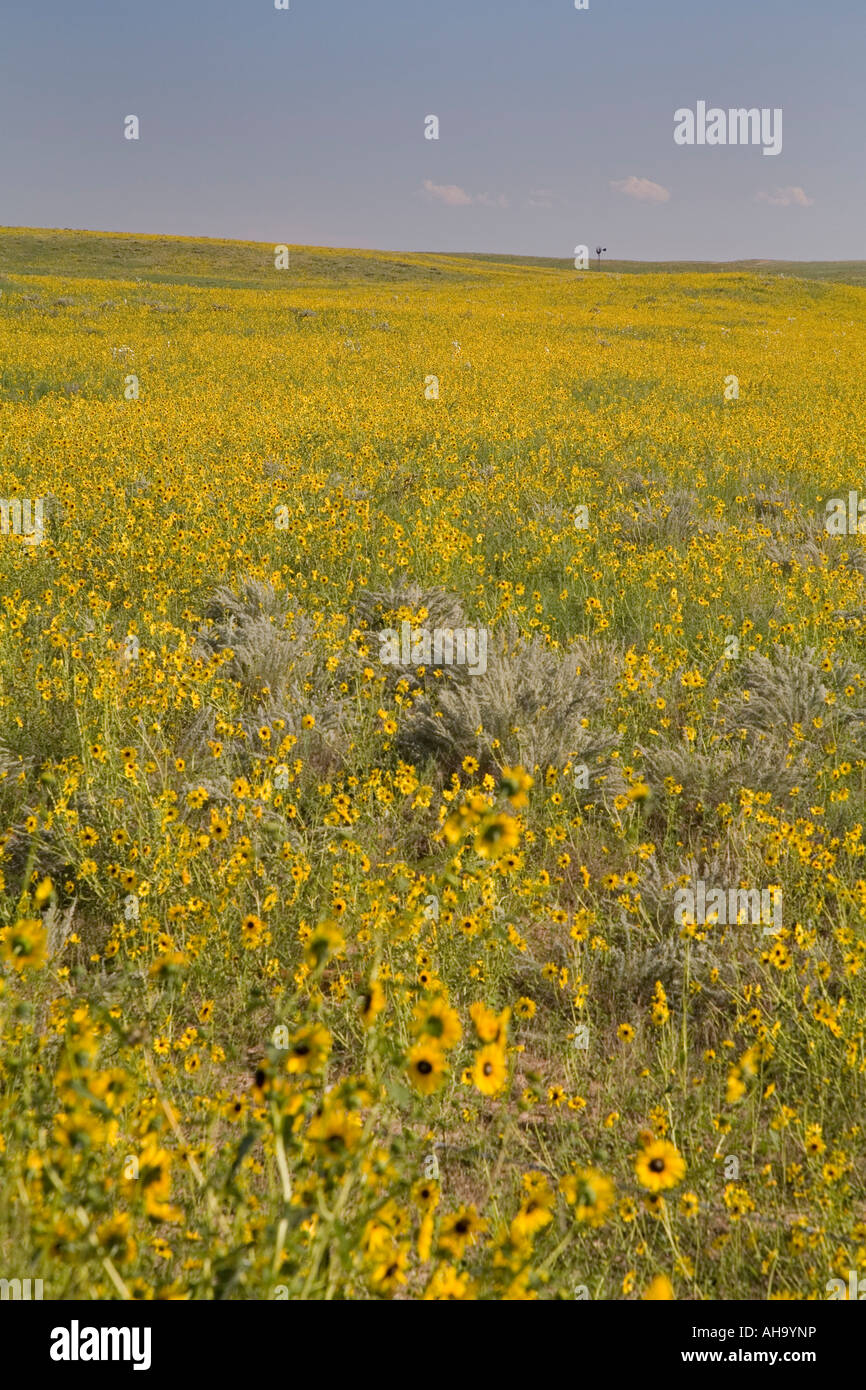 Kersey Colorado Prairie sunflowers on the plains of eastern Colorado