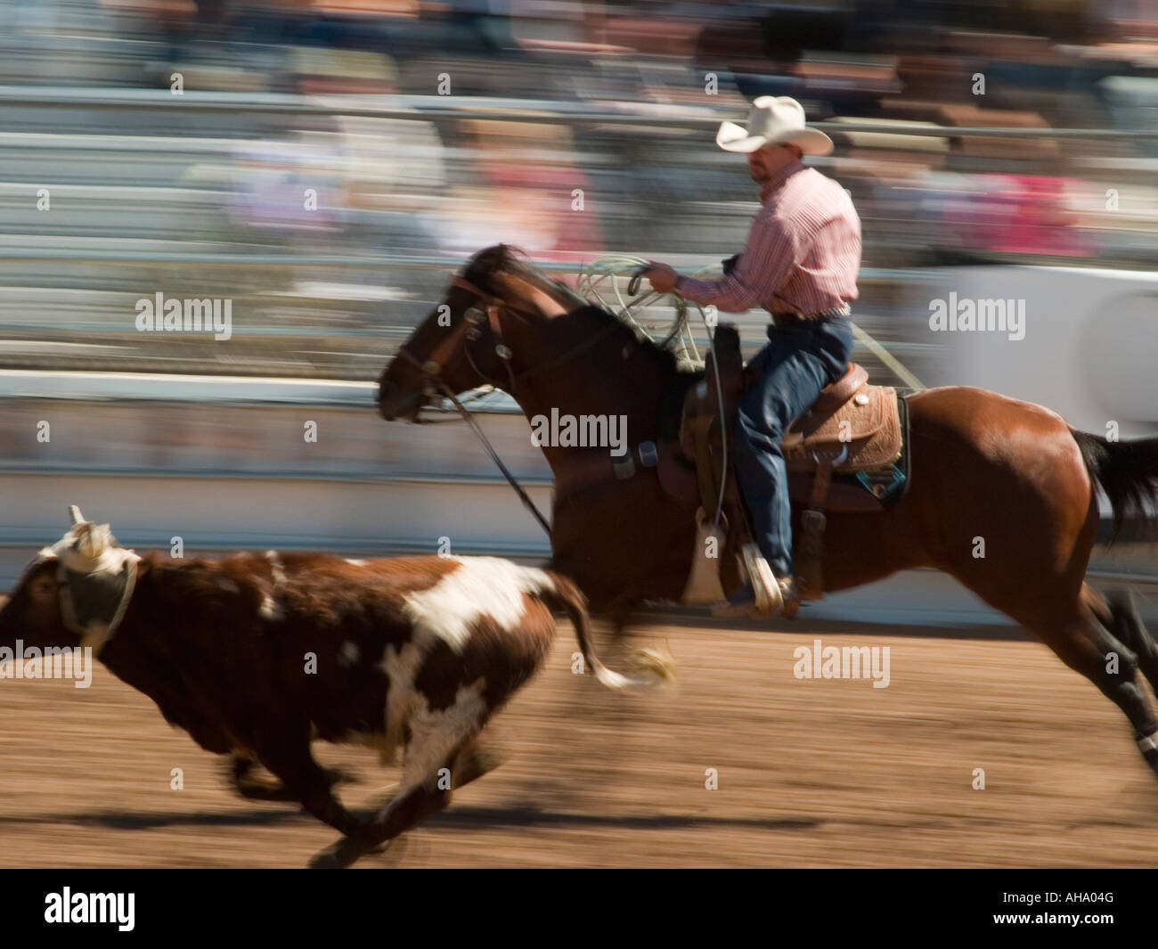 Rodeo competitors performing at Tuscan Rodeo Stock Photo - Alamy