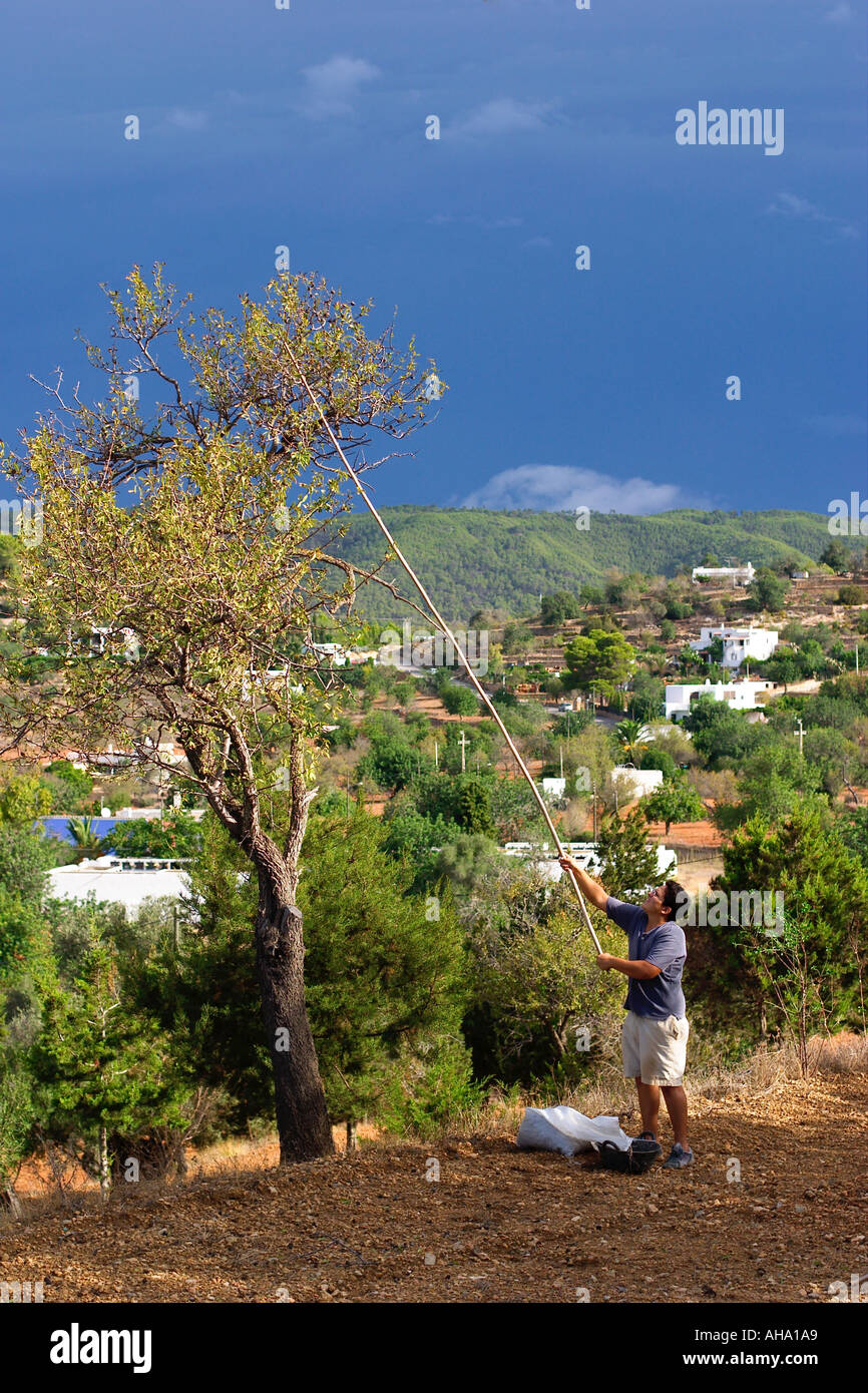 harvest of almonds in Sant Carles de Paralta on Ibiza Stock Photo