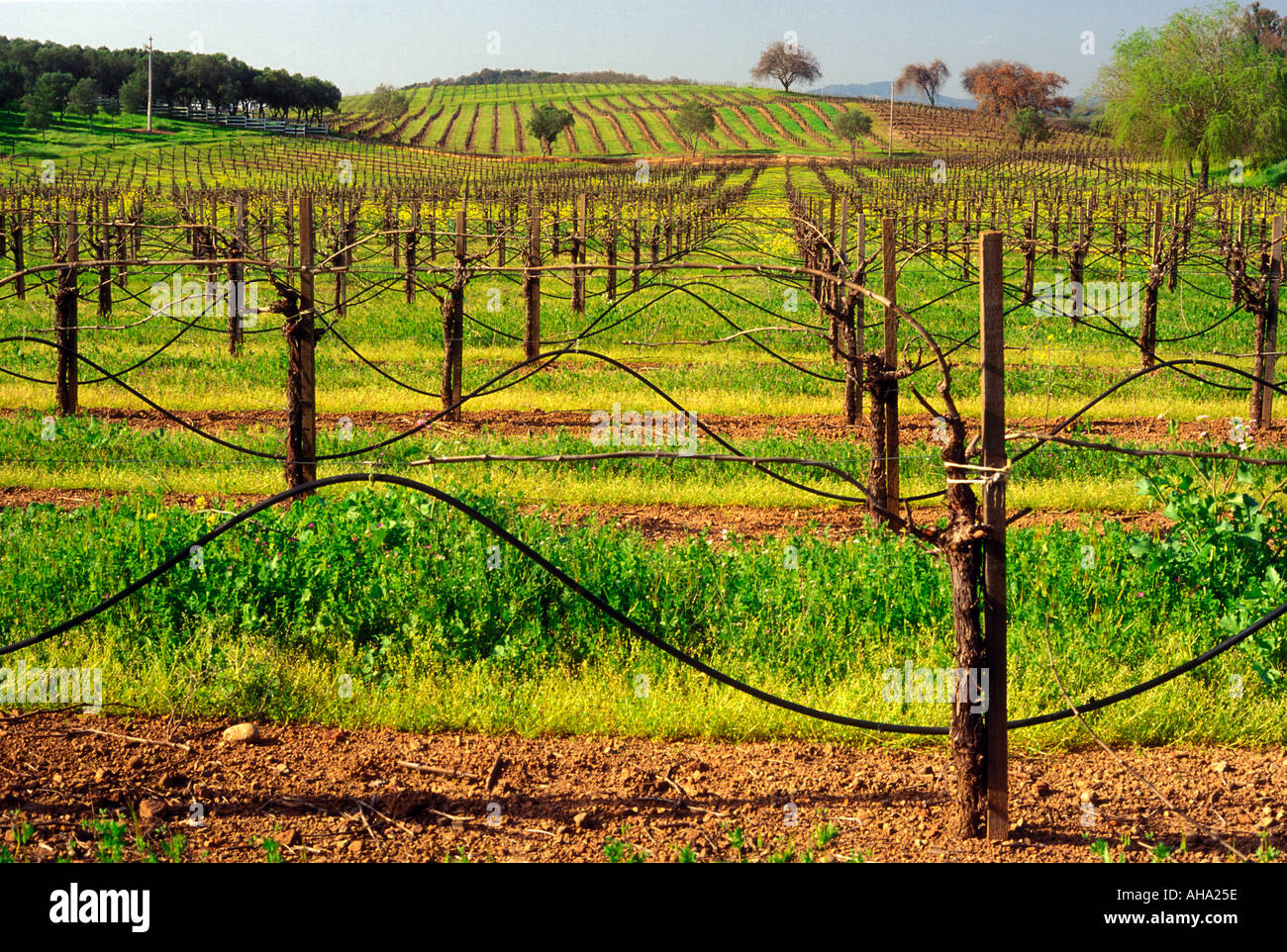 USA California Sonoma View of vineyards in spring Stock Photo