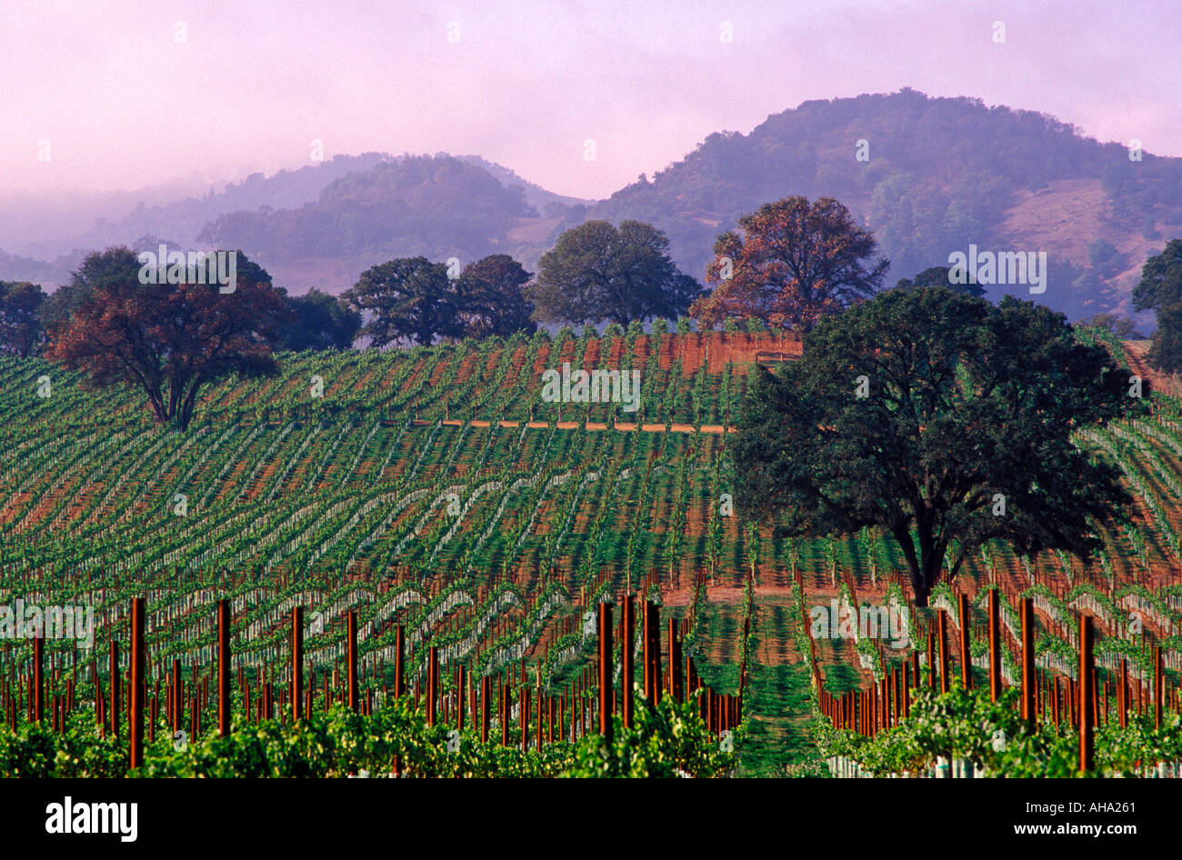 USA California Napa Valley view of vineyards Stock Photo