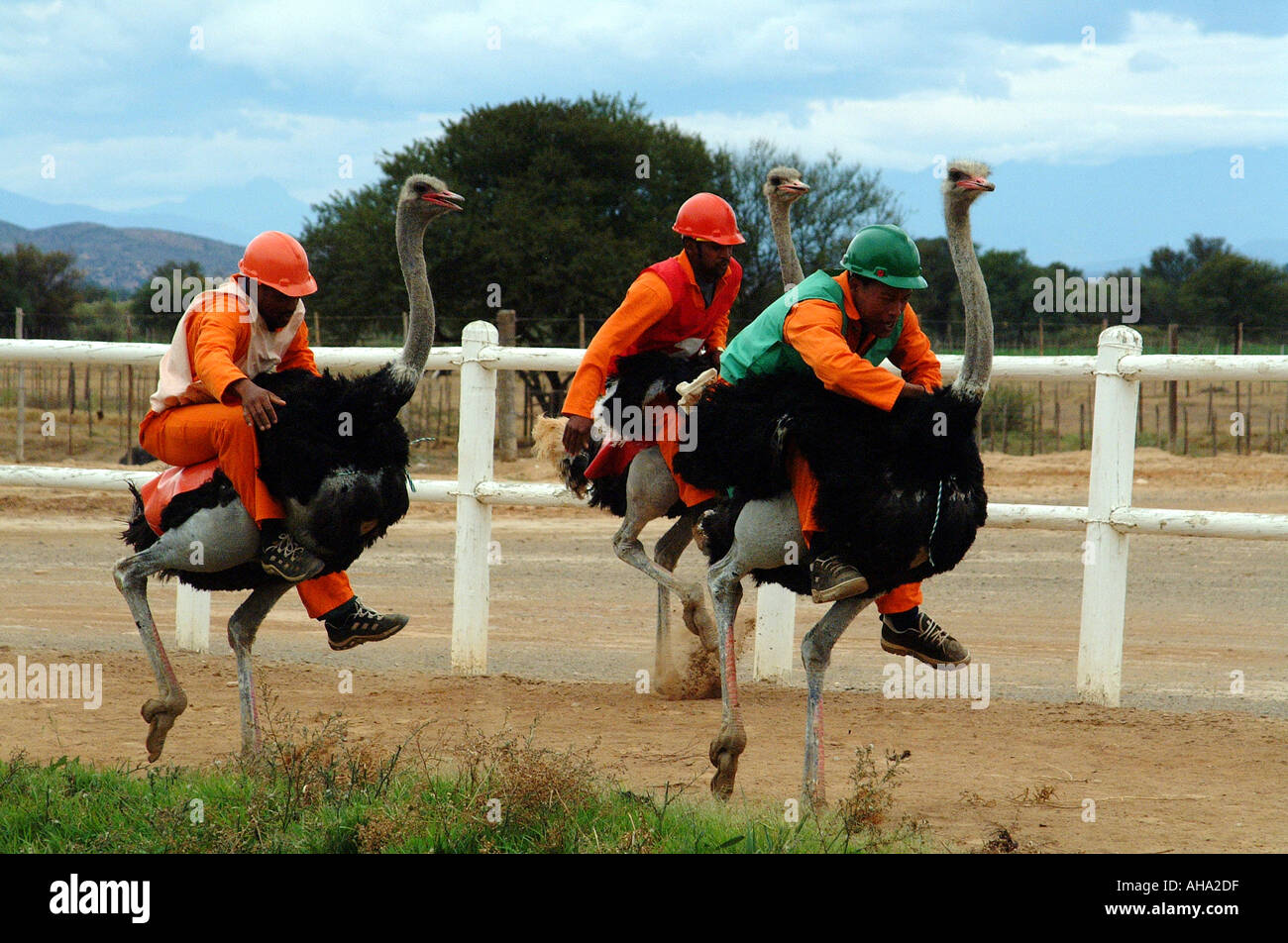 Oudtshoorn in the Little Karoo South Africa RSA Ostrich Racing Stock
