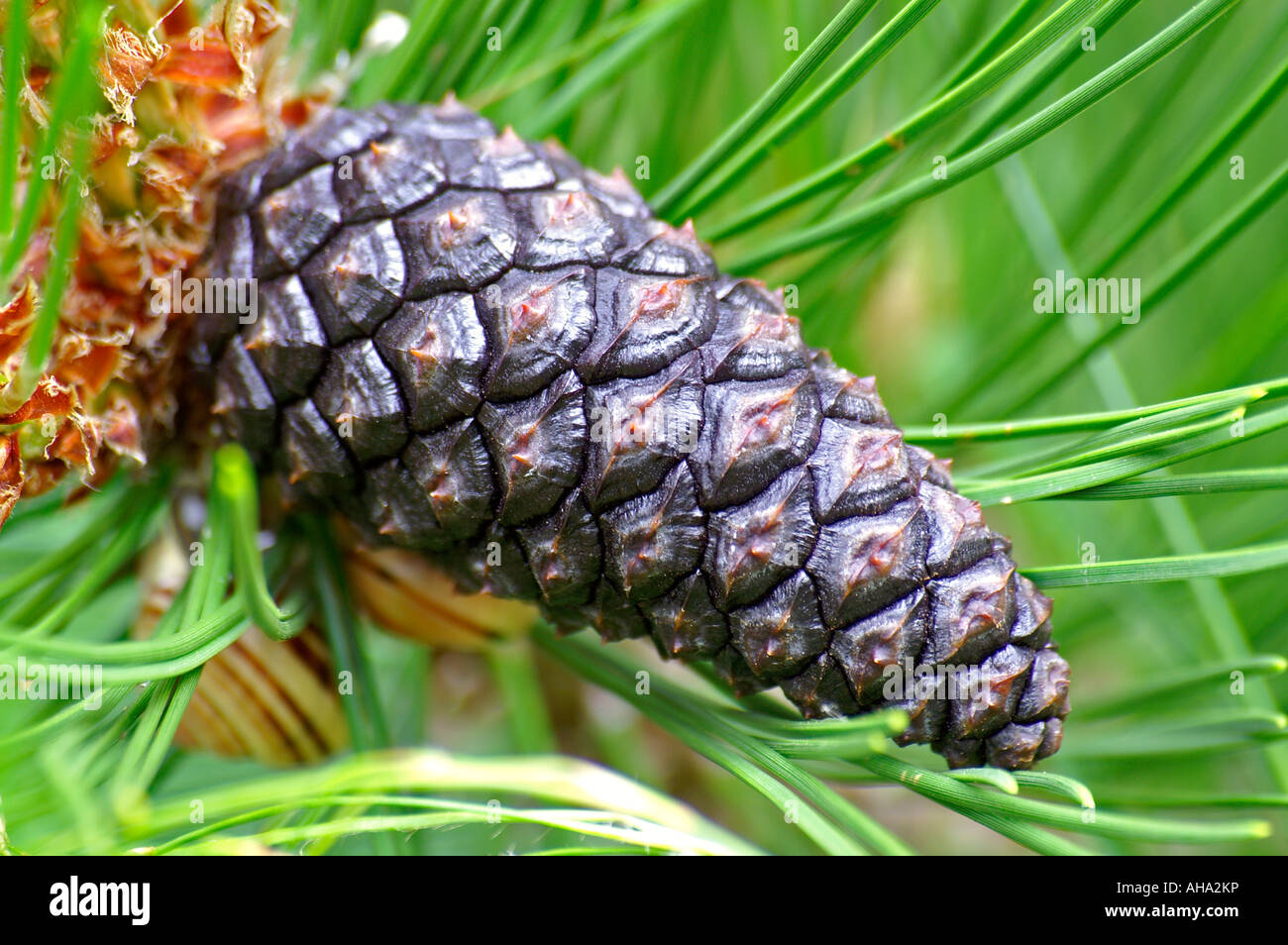 Schlangenhaut Kiefer Pinus leucodermis Stock Photo