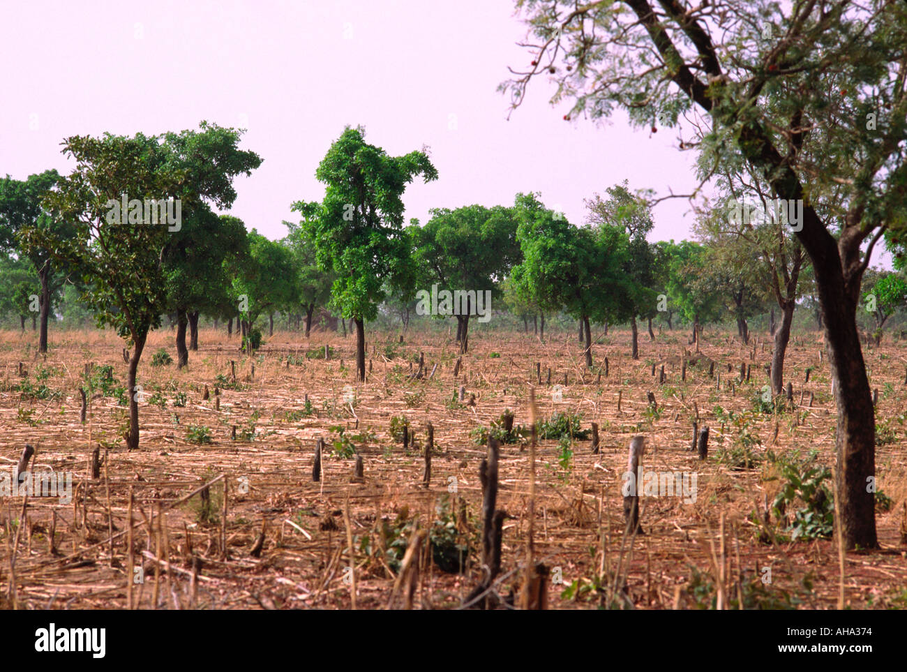 Millet africa field hi-res stock photography and images - Alamy