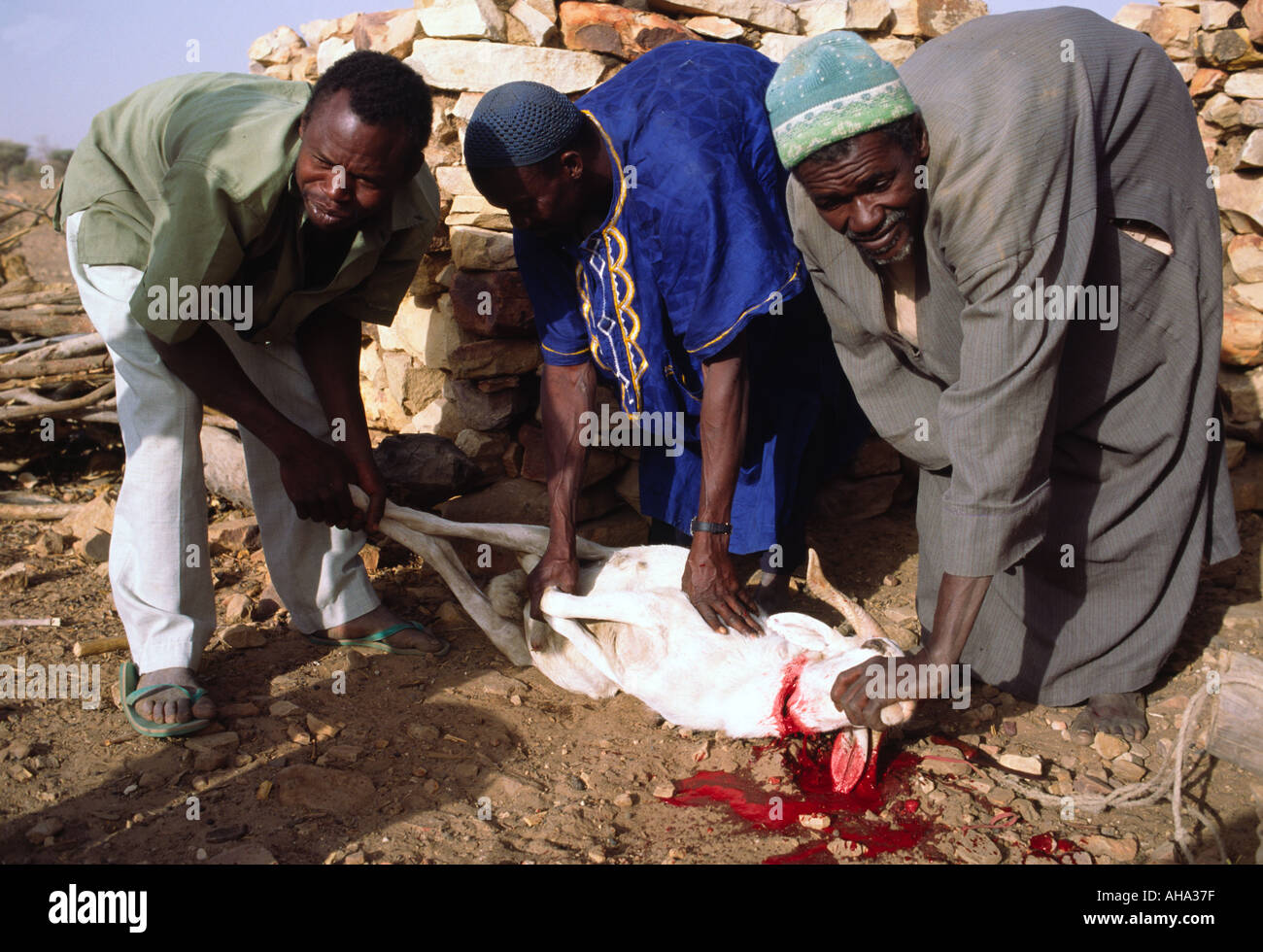 Goat Slaughter Stock Photos & Goat Slaughter Stock Images 