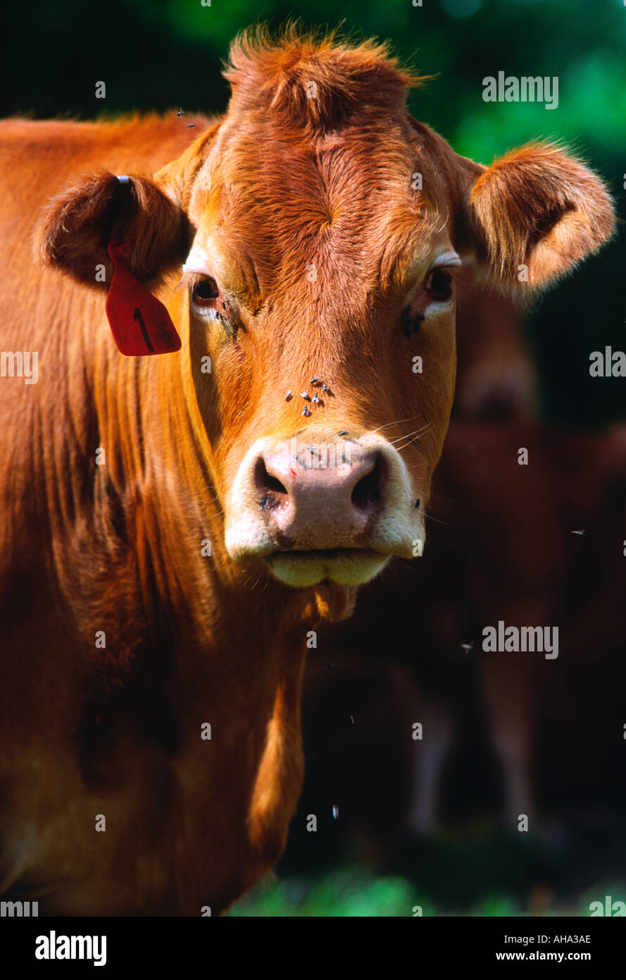 Cow Stock Photo