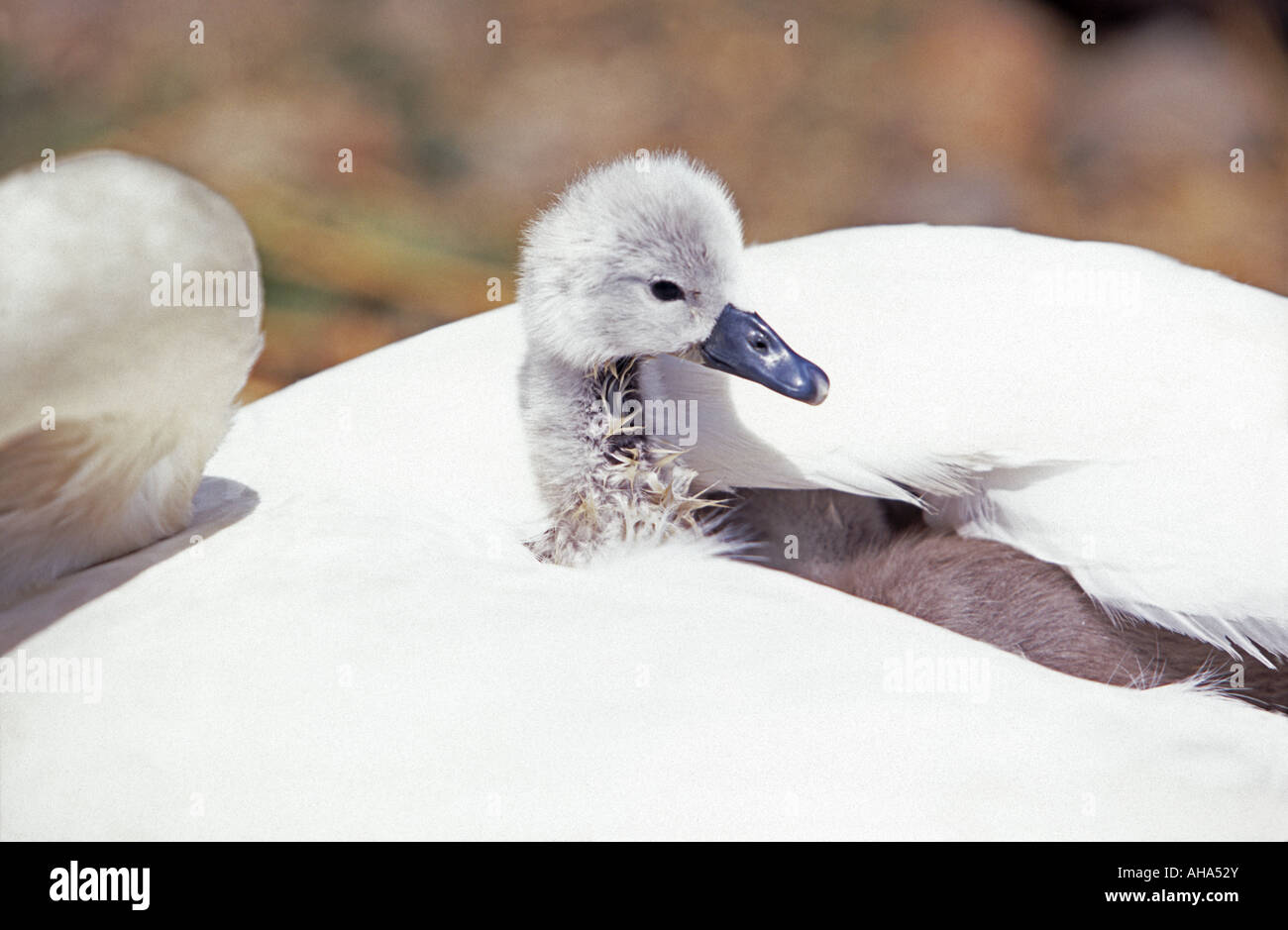Cygnet with mother swan Abbotsbury Swannery Dorset England UK Stock Photo
