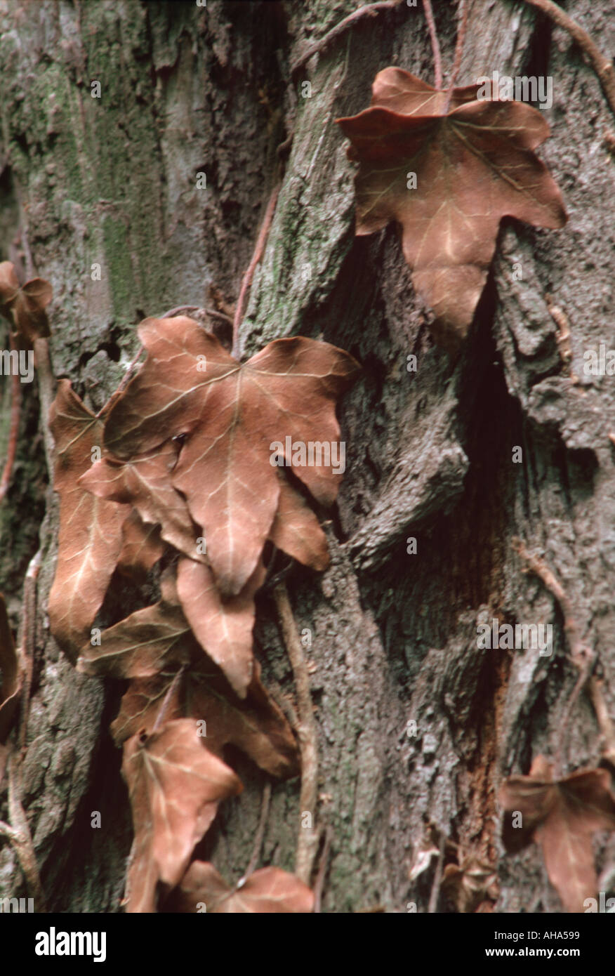 Clambering hi-res stock photography and images - Alamy